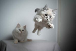 jak uspokoić nadpobudliwego kota