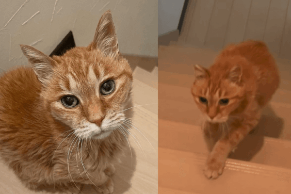 niespelna 100-letni kot