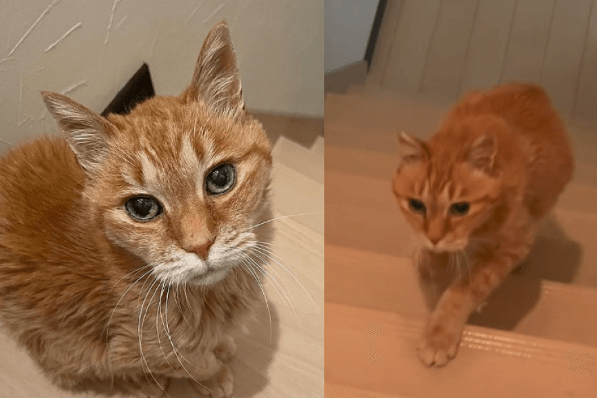 niespelna 100-letni kot