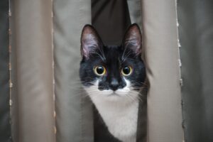 kot się we mnie wpatruje