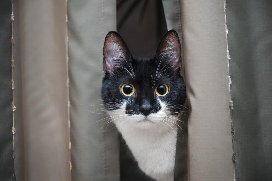 kot się we mnie wpatruje