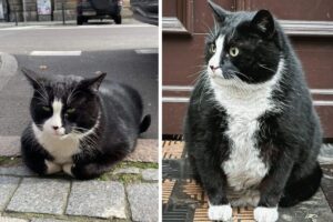 Kot Gacek niemal nie został porwany