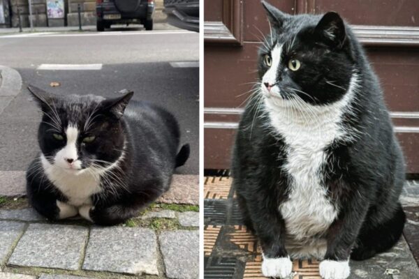 Kot Gacek niemal nie został porwany