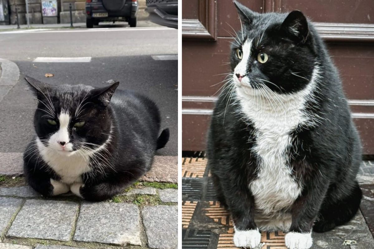 Kot Gacek niemal nie został porwany