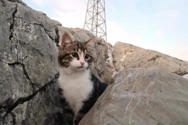 kot wszedł na Giewont