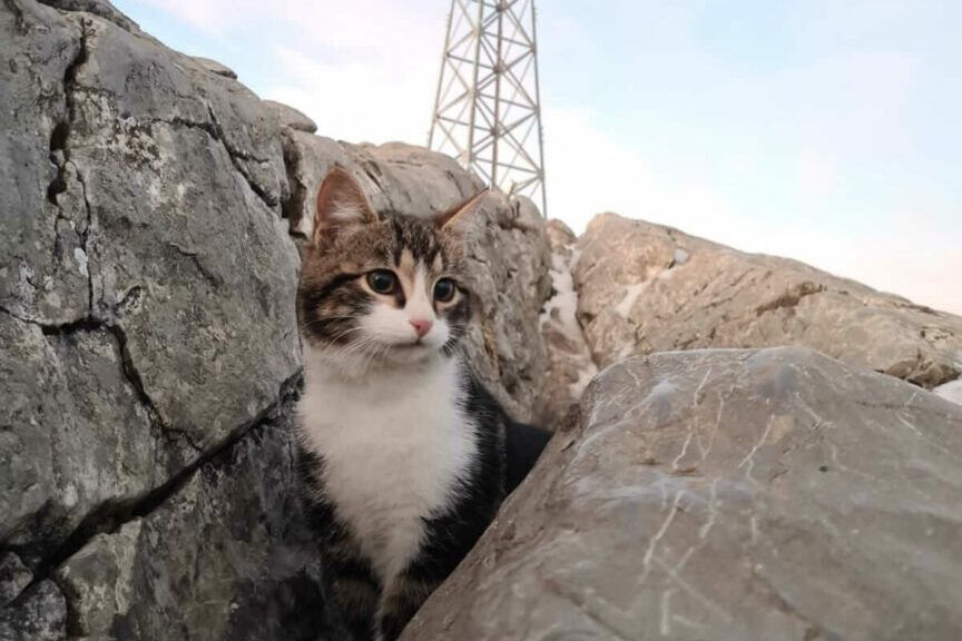kot wszedł na Giewont
