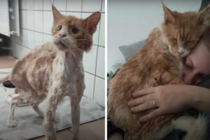 uratowany kot Lucian