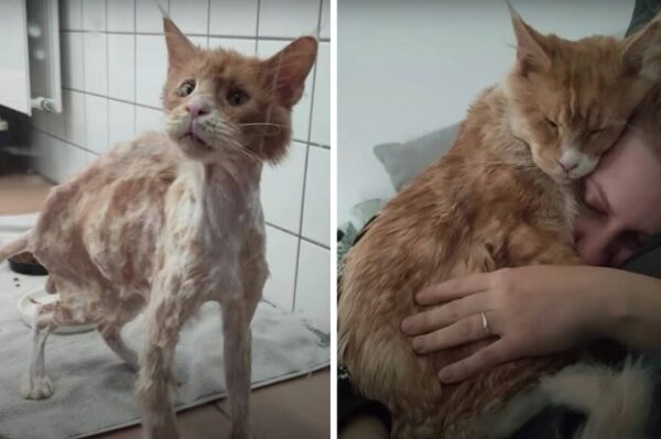 uratowany kot Lucian