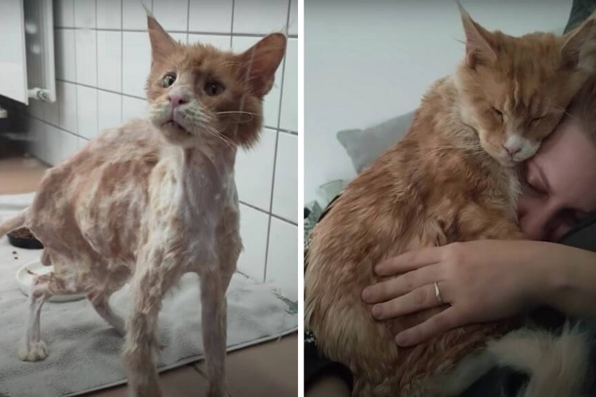 uratowany kot Lucian