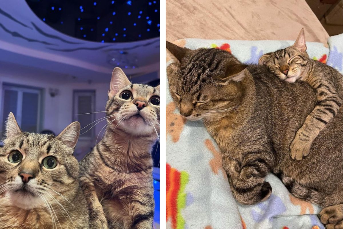 kot Stepan wrócił do domu