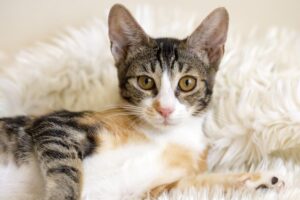 za co powinieneś być wdzięczny kotu