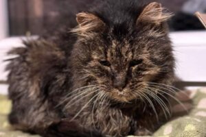 kot Adaś – opiekunka karmiła go energią słoneczną