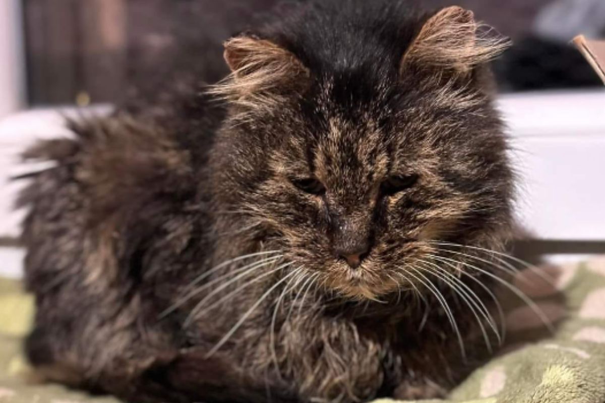 kot Adaś – opiekunka karmiła go energią słoneczną