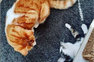 Adoptował kota, nie pytając o zgodę swoich opiekunów. Bohater tej historii, Starvos, powięszkył kocią rodzinkę w nieoczekiwany sposób!