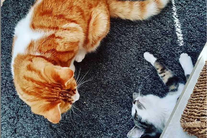 Adoptował kota, nie pytając o zgodę swoich opiekunów. Bohater tej historii, Starvos, powięszkył kocią rodzinkę w nieoczekiwany sposób!