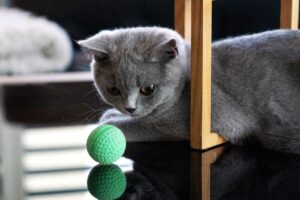 kot aportuje pod pewnymi warunkami