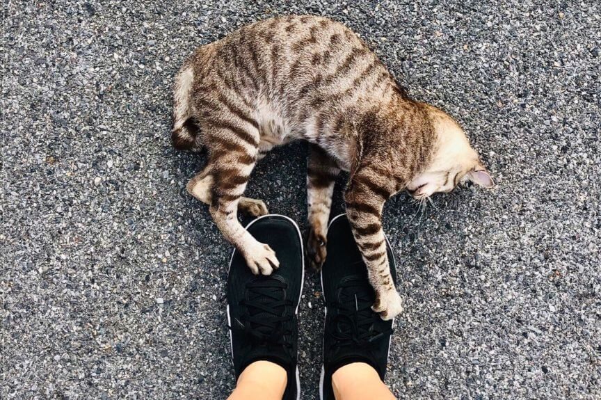 kot atakuje twoje nogi