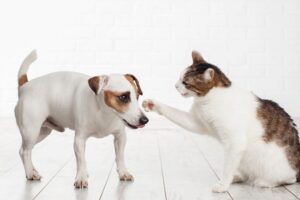 Co robić, gdy kot atakuje psa? Oto kilka porad.