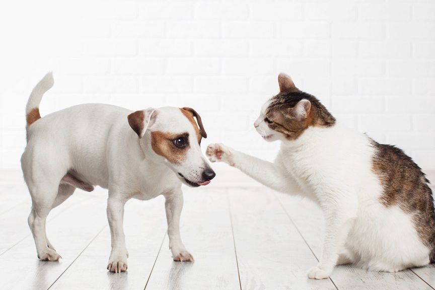 Co robić, gdy kot atakuje psa? Oto kilka porad.