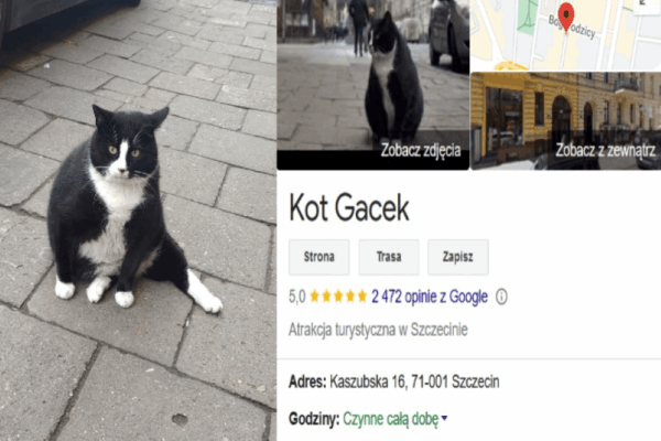 kot-najwieksza-atrakcja-turystyczna