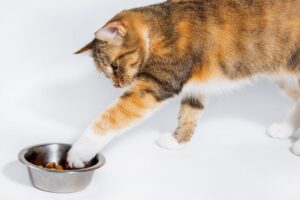 kot bawi się jedzeniem