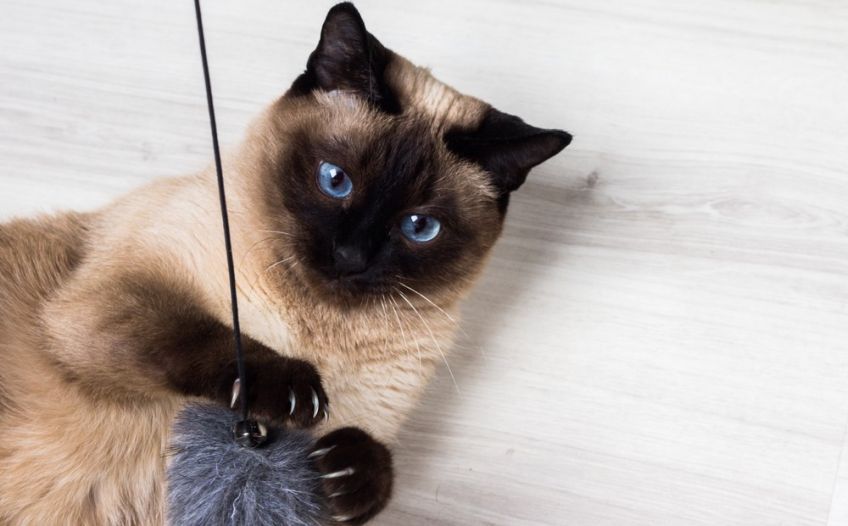 jak zachęcić kota do korzystania z drapaka