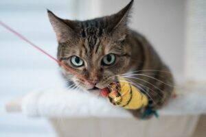 trzeba bawić się z kotem