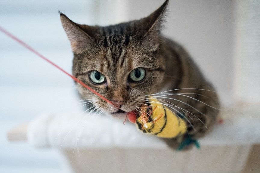 trzeba bawić się z kotem