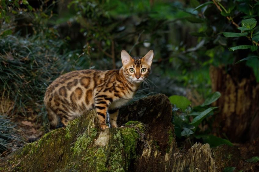 jaki jest kot bengalski