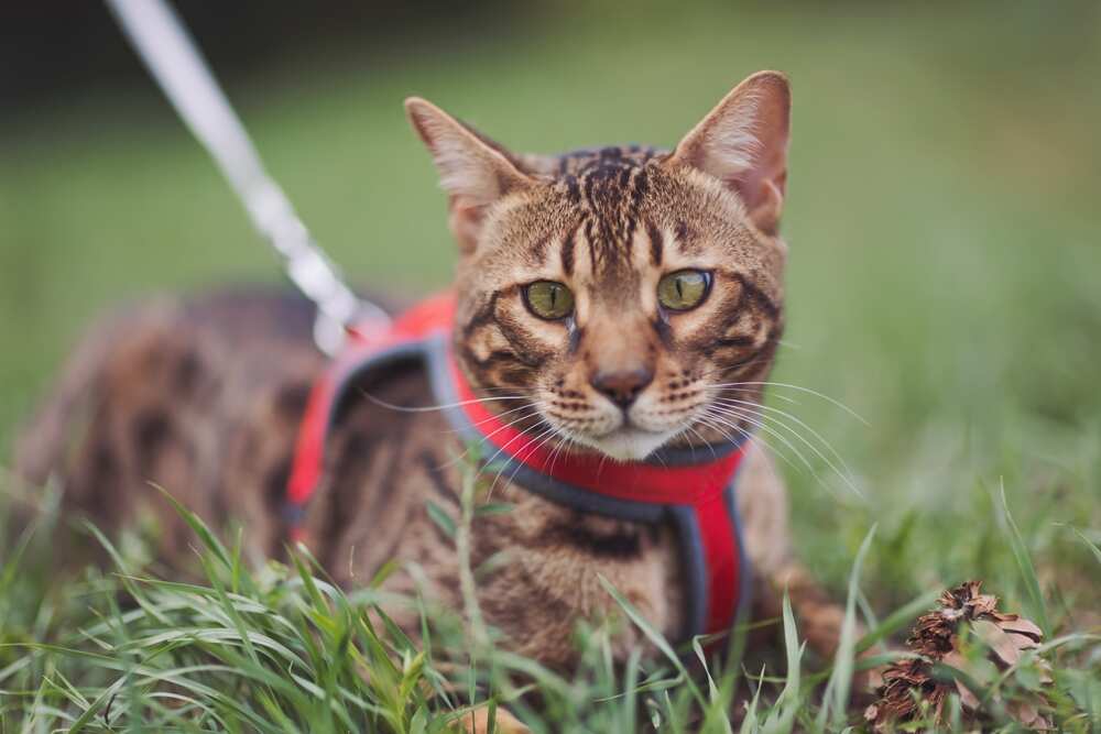 kot bengalski spacer w szelkach (1).jpg