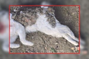 sprawca odciął kotu głowę i ogon