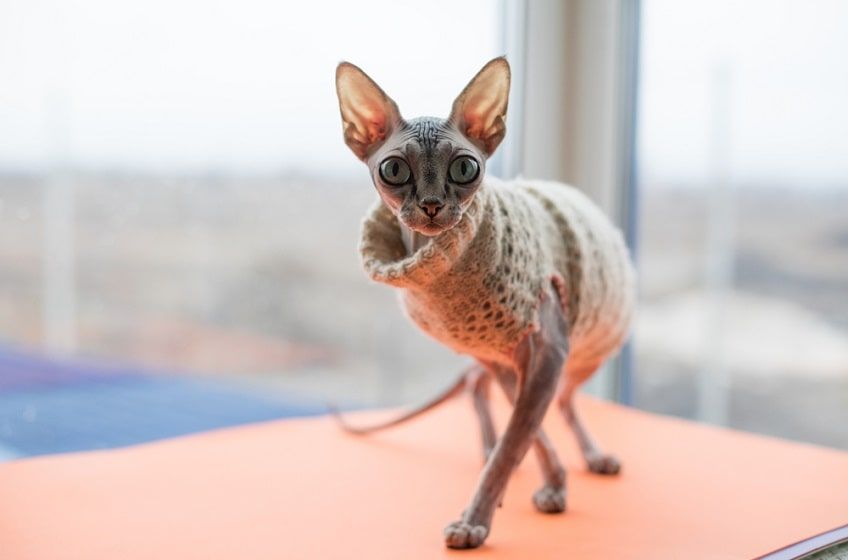 koty bez sierści pielęgnacja