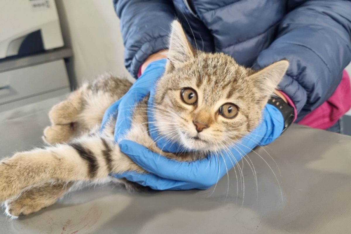 kot bez skóry na ogonie