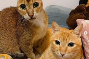 Kot bez uszu ma nową rodzinkę!