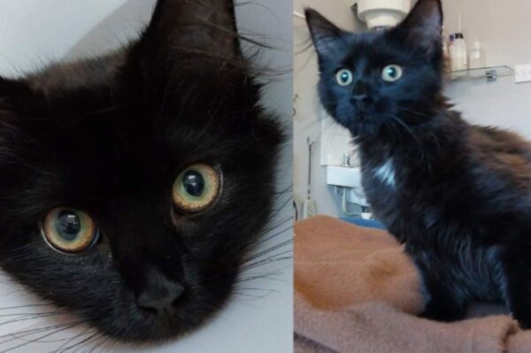 kot bezpieczny w domu.jpg