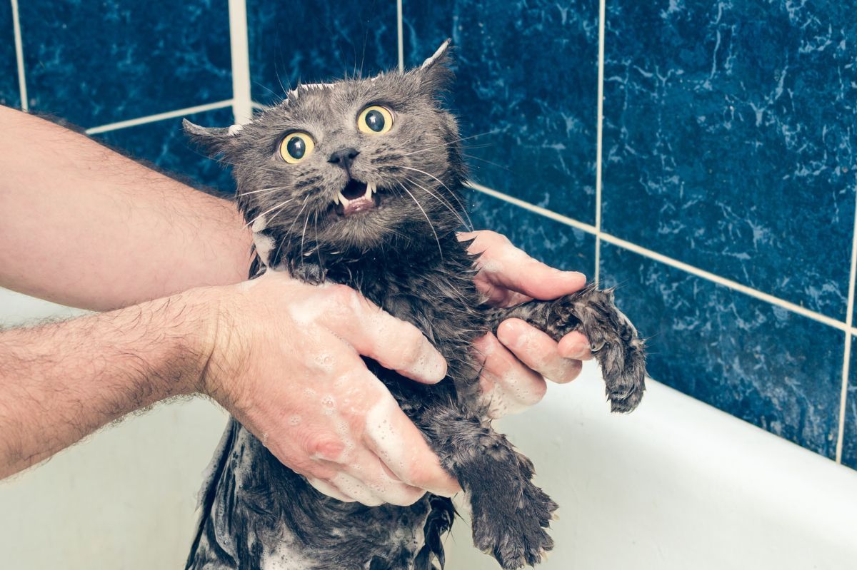 dlaczego koty boją się wody