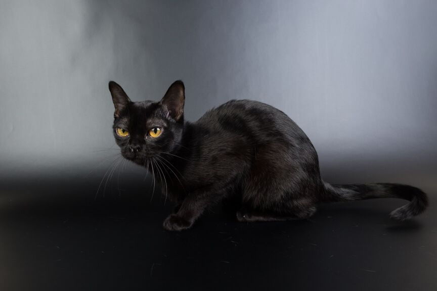 kot bombajski rasy kotów nie skąpiące miłości