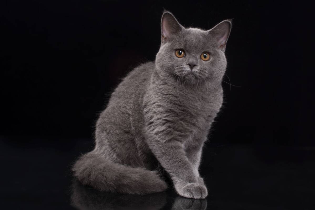 kot brytyjski krótkowłosy