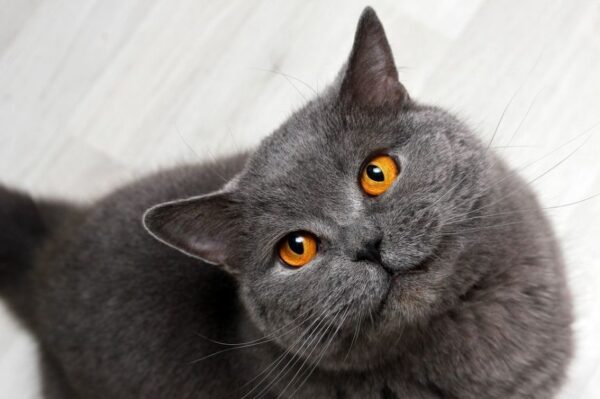 czy koty są interesowne