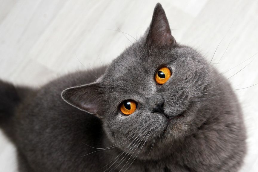 czy koty są interesowne