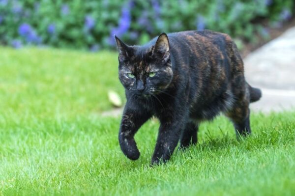 nadajnik gps dla kota