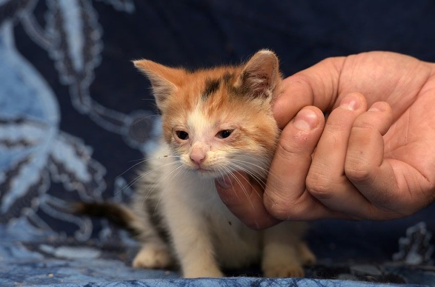 kot chory na fip-min.jpg