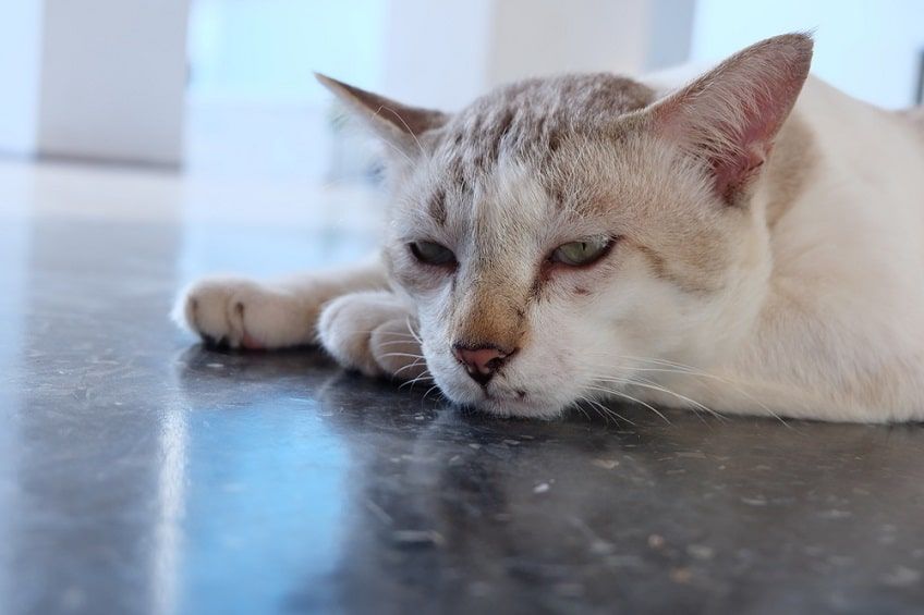 kot chory na nerki-min.jpg