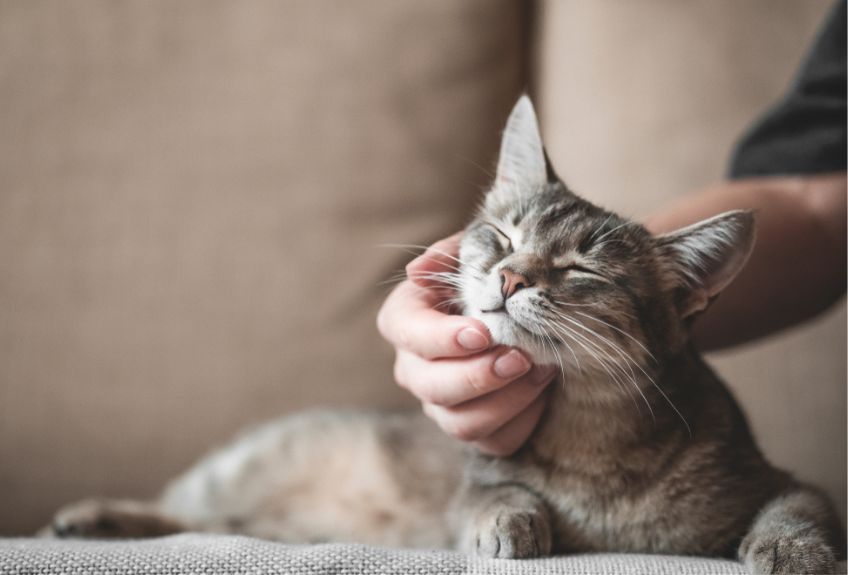 kot wielorasowy (dachowiec) na kanapie z opiekunem