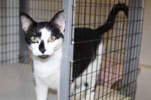 spotkała zaginionego kota