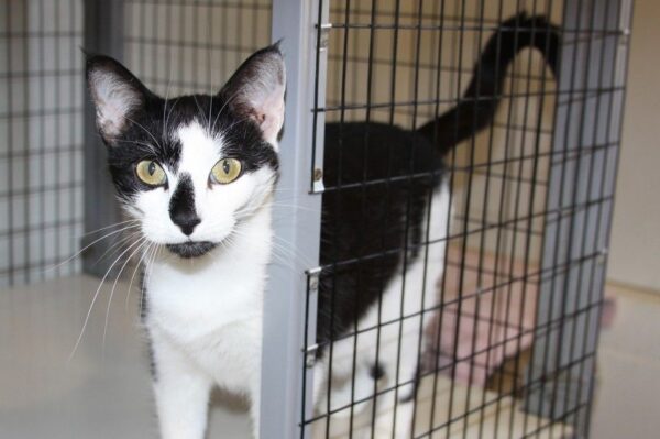 spotkała zaginionego kota