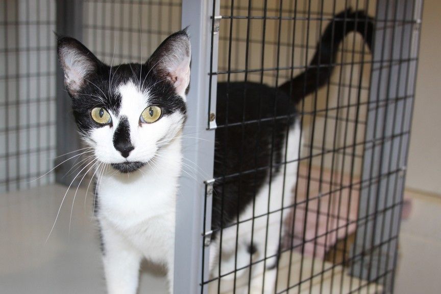 spotkała zaginionego kota