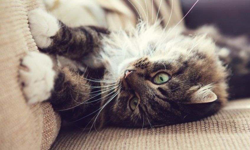 jak oduczyć kota drapania