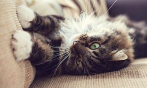 jak oduczyć kota drapania