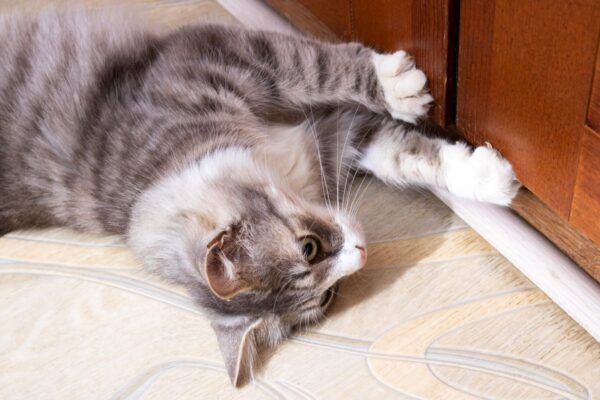 kot drapie w drzwi